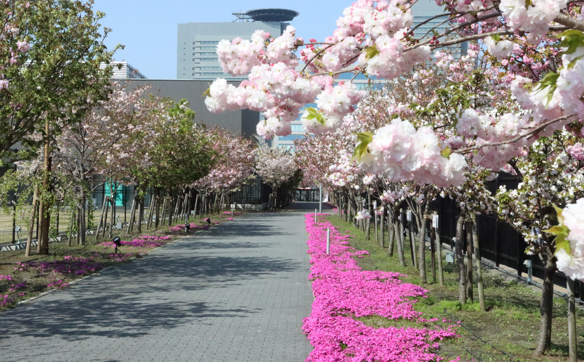 桜並木の画像
