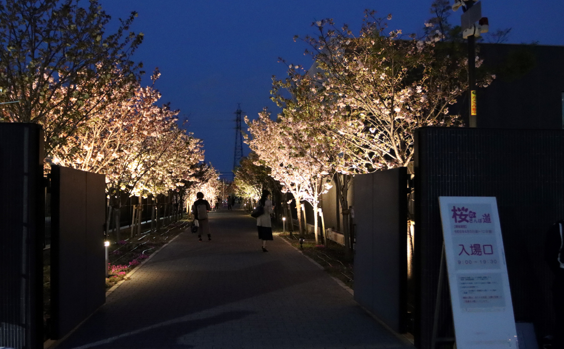 ライトアップされた夜桜の画像