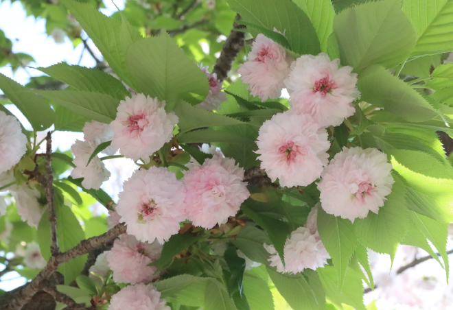 兼六園菊桜の画像