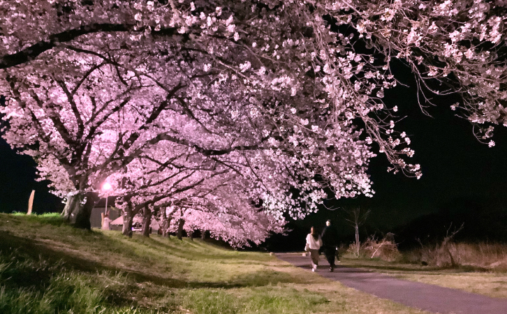 桜の木
